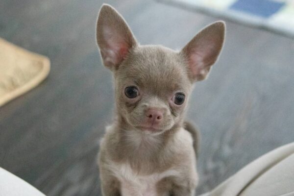 Ivaneus Chihuahua Ivaneus Chihuahua