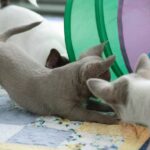 Ivaneus-male-Chihuahua-puppy-for-sale-1 (3)