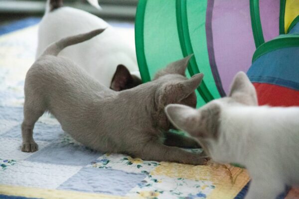 Ivaneus Chihuahua Ivaneus Chihuahua