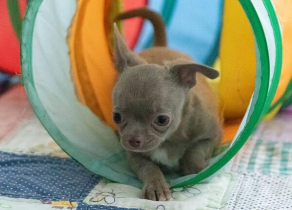 Ivaneus Chihuahua Ivaneus Chihuahua