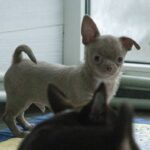 Ivaneus-male-Chihuahua-puppy-for-sale-1 (5)