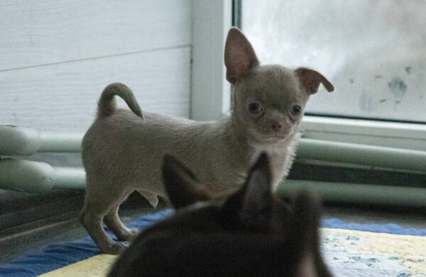 Ivaneus Chihuahua Ivaneus Chihuahua