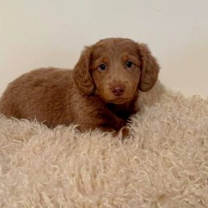 Jacky Dachshund Jacky Dachshund