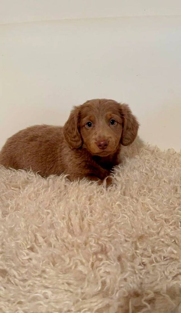 Jacky Dachshund Jacky Dachshund