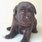 Jacqui-male-labrador-retriver-puppy-for-sale-1 (1)
