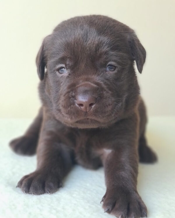 Jacqui Labrador Retriever Jacqui Labrador Retriever