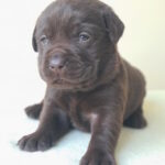 Jacqui-male-labrador-retriver-puppy-for-sale-1 (3)