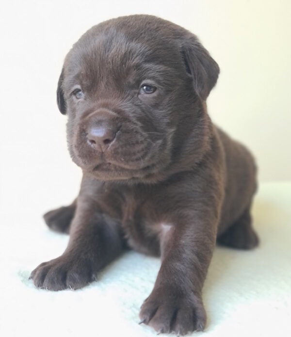 Jacqui Labrador Retriever Jacqui Labrador Retriever