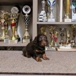 Jaho-male-miniature-dachshund-puppy-for-sale-1 (1)