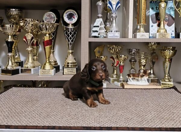 Jaho Miniature Dachshund Jaho Miniature Dachshund