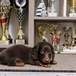 Jaho-male-miniature-dachshund-puppy-for-sale-1 (2)