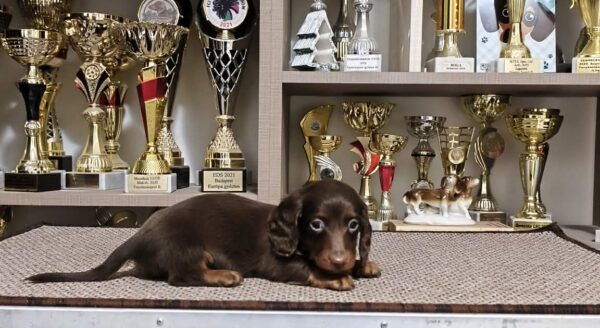 Jaho Miniature Dachshund Jaho Miniature Dachshund