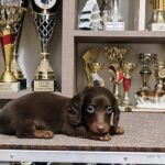 Jaho-male-miniature-dachshund-puppy-for-sale-1 (3)