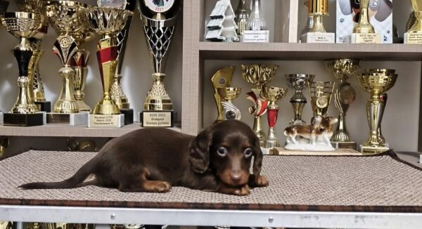 Jaho Miniature Dachshund Jaho Miniature Dachshund