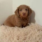Jango-male-Dachshund-puppy-for-sale-1