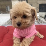 Jesse-female-maltipoo-puppy-for-sale-1 (1)