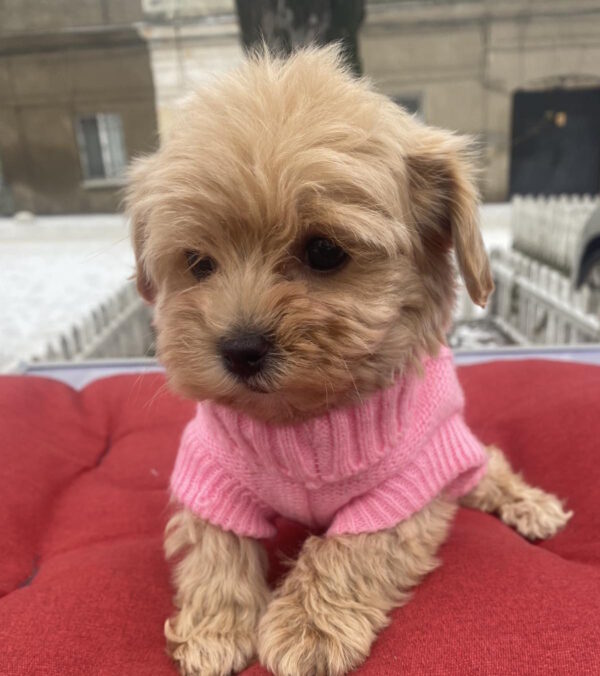 Jesse Maltipoo Jesse Maltipoo