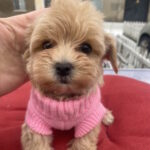 Jesse-female-maltipoo-puppy-for-sale-1 (2)