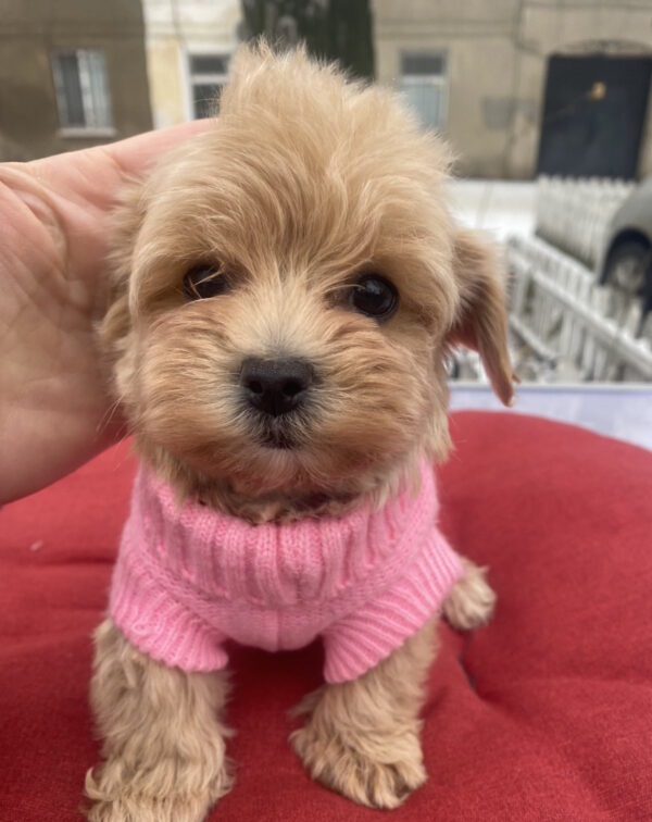 Jesse Maltipoo Jesse Maltipoo