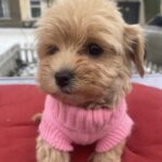 Jesse-female-maltipoo-puppy-for-sale-1 (3)