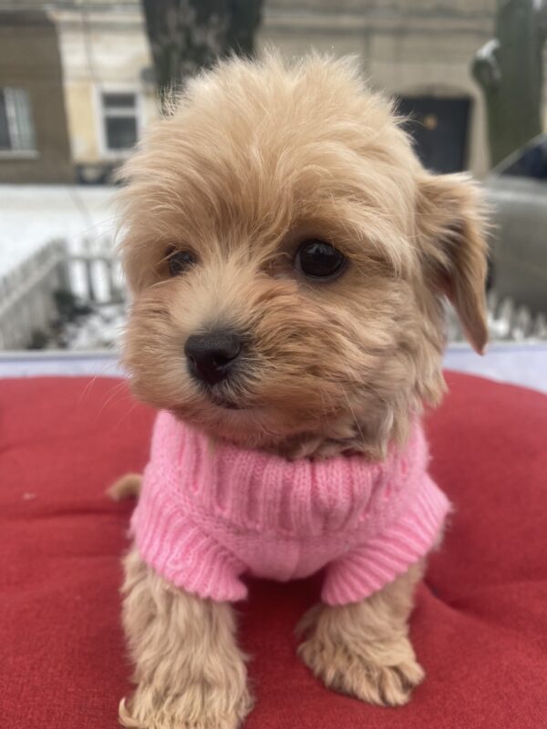 Jesse Maltipoo Jesse Maltipoo