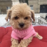 Jesse-female-maltipoo-puppy-for-sale-1 (4)