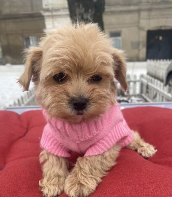 Jesse Maltipoo Jesse Maltipoo