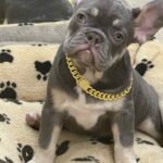 Jessica-female-french-bulldog-puppy-for-sale-1