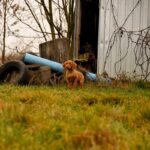 Jim-male-Hungarian-Vizsla-puppy-for-sale-1