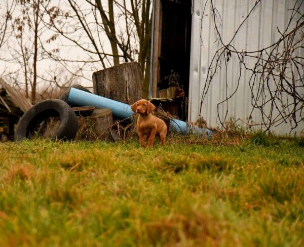 Jim Hungarian Vizsla Jim Hungarian Vizsla