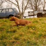 Jim-male-Hungarian-Vizsla-puppy-for-sale-2