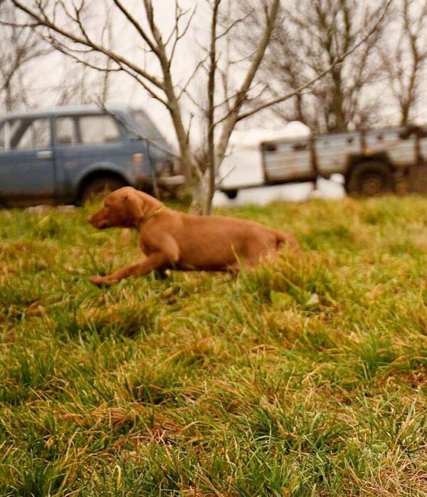 Jim Hungarian Vizsla Jim Hungarian Vizsla