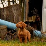 Jim-male-Hungarian-Vizsla-puppy-for-sale-3