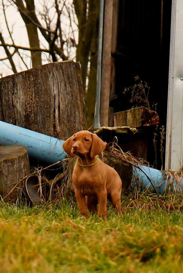 Jim Hungarian Vizsla Jim Hungarian Vizsla