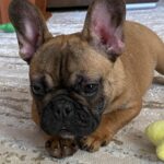 Joan-female-french-bulldog-puppy-for-sale- (1)