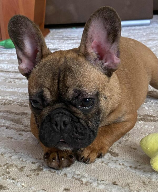 Joan French Bulldog Joan French Bulldog
