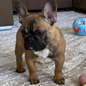 Joan French Bulldog Joan French Bulldog