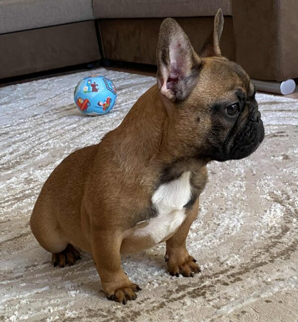 Joan French Bulldog Joan French Bulldog