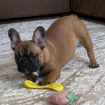 Joan-female-french-bulldog-puppy-for-sale- (4)
