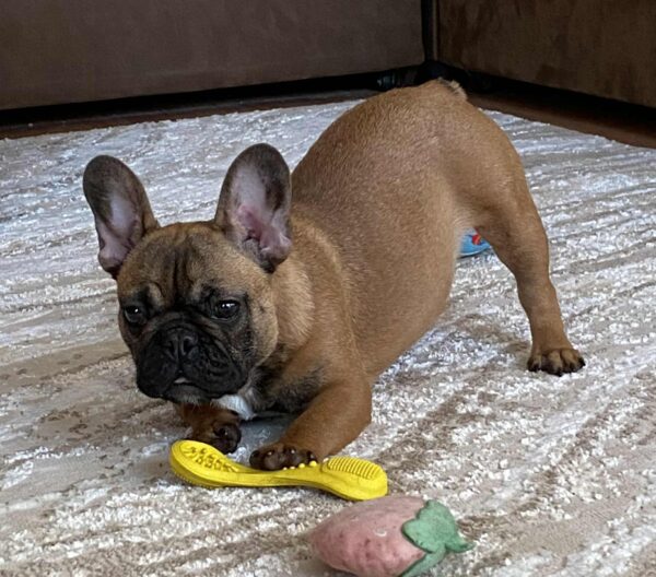 Joan French Bulldog Joan French Bulldog