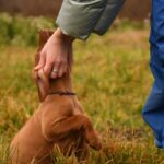 John-male-Hungarian-Vizsla-puppy-for-sale-1