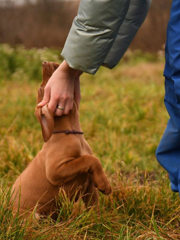 John Hungarian Vizsla John Hungarian Vizsla
