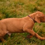 John-male-Hungarian-Vizsla-puppy-for-sale-2
