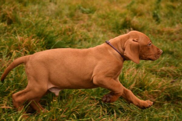 John Hungarian Vizsla John Hungarian Vizsla