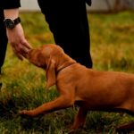 John-male-Hungarian-Vizsla-puppy-for-sale-3