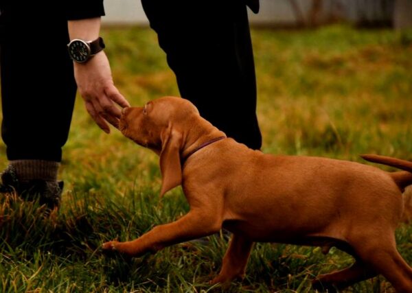 John Hungarian Vizsla John Hungarian Vizsla