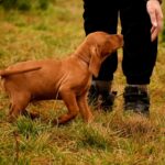 John-male-Hungarian-Vizsla-puppy-for-sale-4