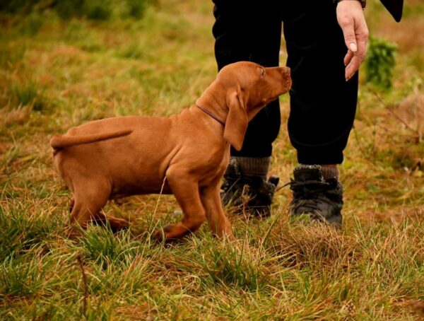 John Hungarian Vizsla John Hungarian Vizsla