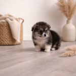 Josette-female-Welsh-Corgi-puppy-for-sale-1 (1)