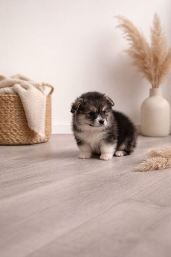 Josette Welsh Corgi Josette Welsh Corgi